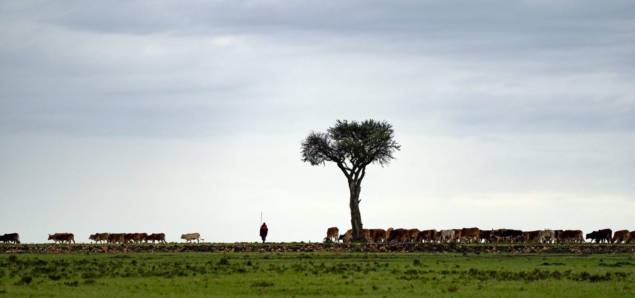 Maasai Warrior Herding Cattle